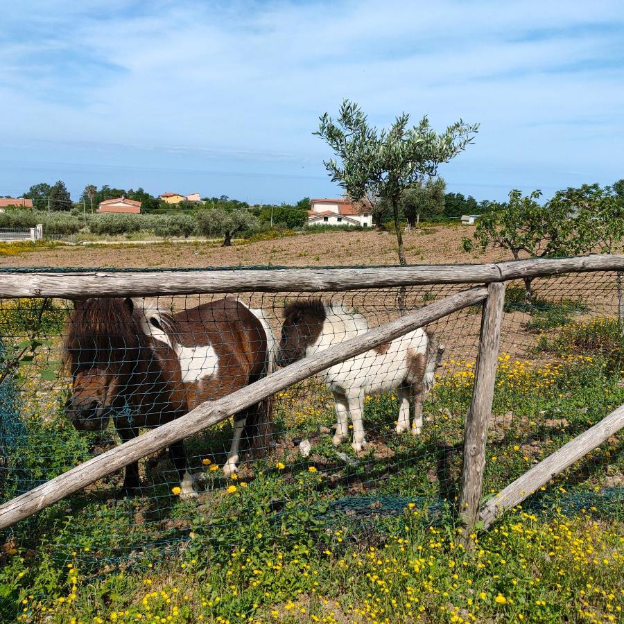 Agriturismo Agri Armonia San Lucido Exteriör bild
