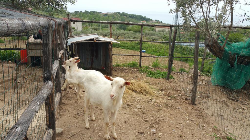 Agriturismo Agri Armonia San Lucido Exteriör bild